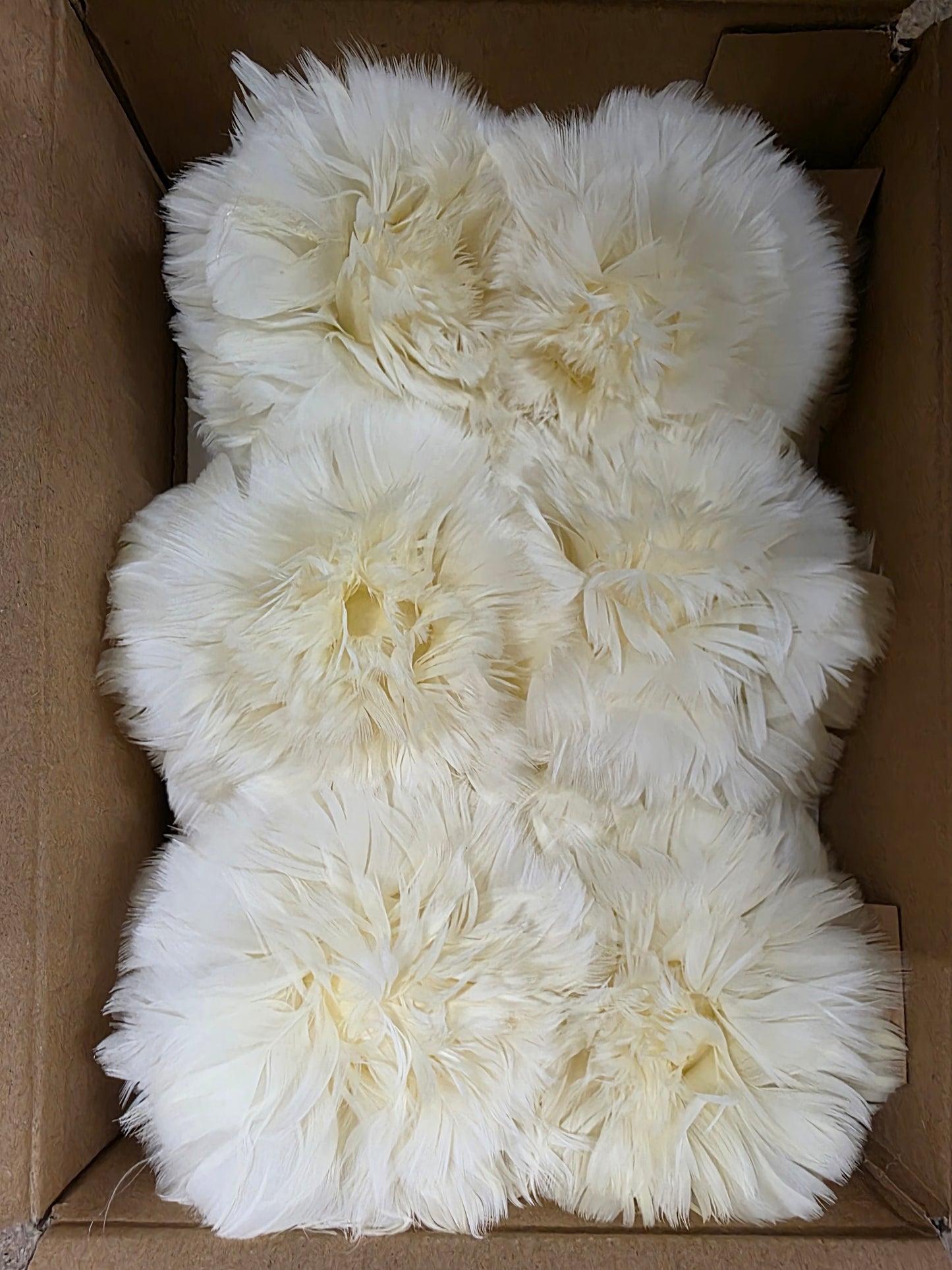 Feather Rose Clip Cream 11cm X6