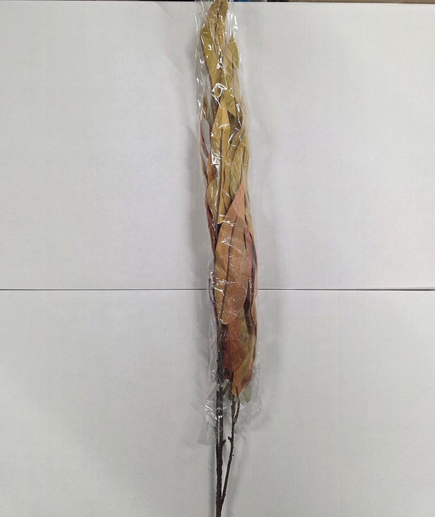 Autumn Eucalyptus Green And Brown