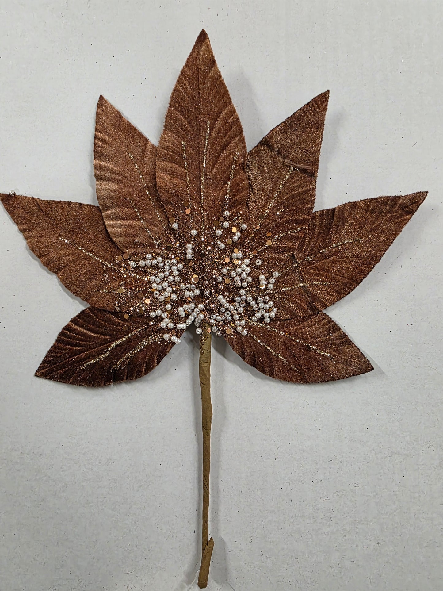 Helleborus Brown 31cm