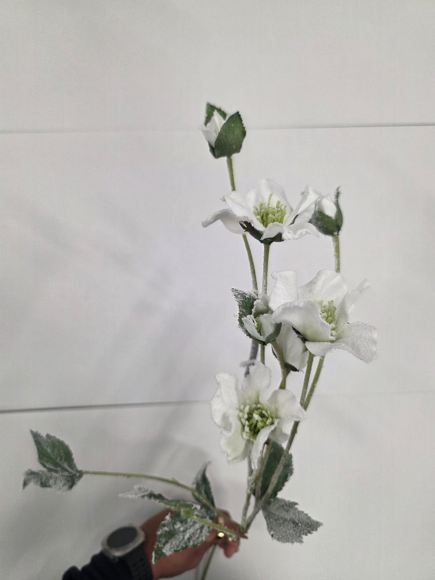 Helleborus White 76cm