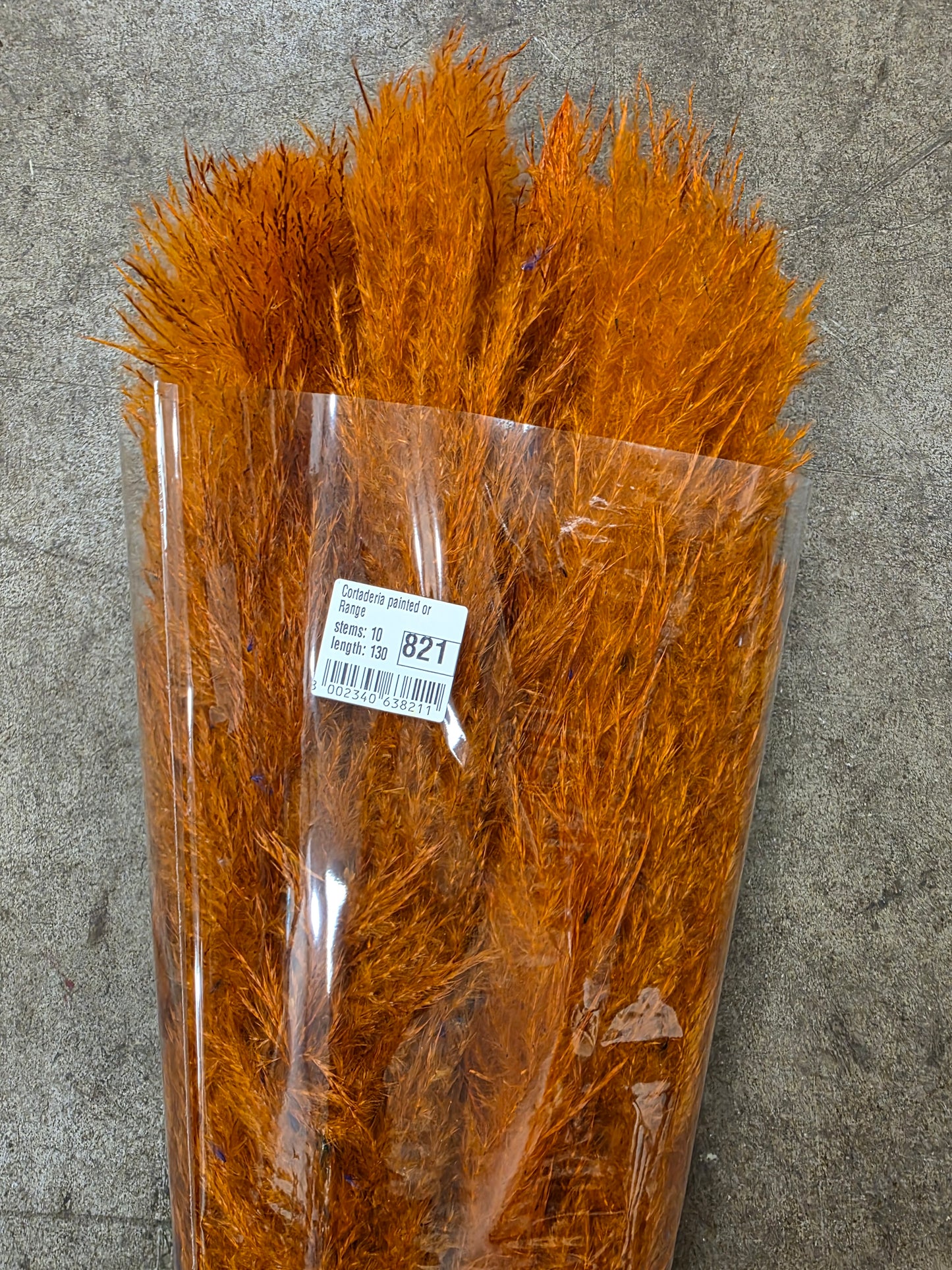 Cortaderia Painted Orange