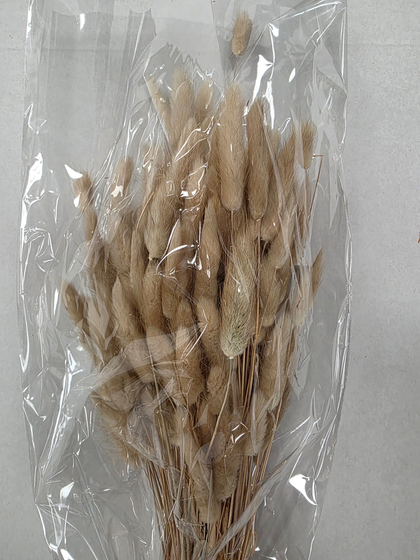 Dried Lagurus Naturel