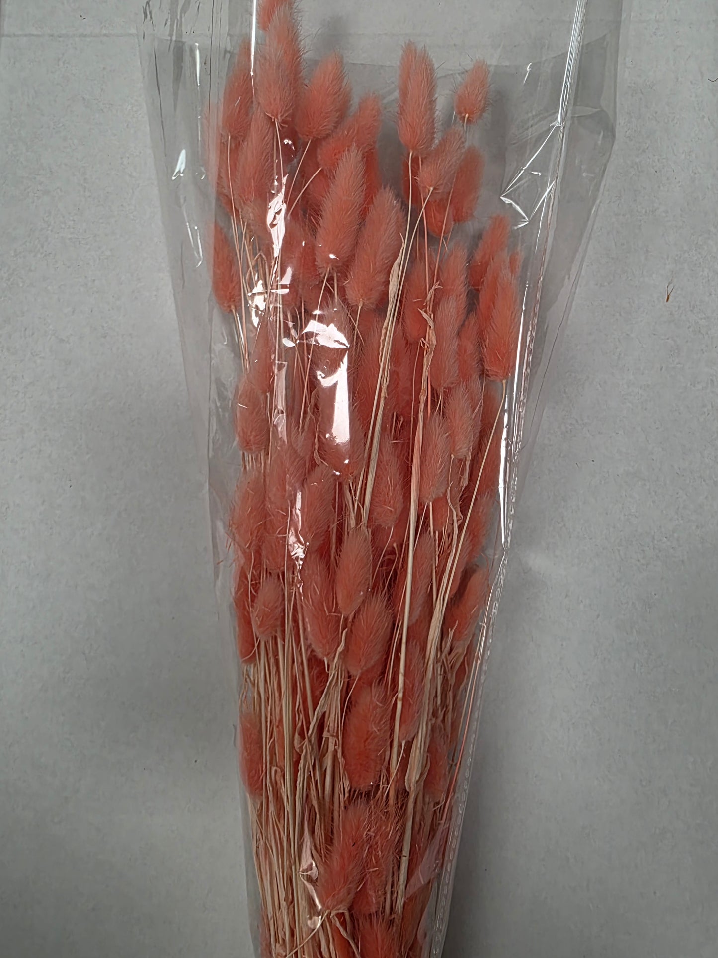 Dried Lagurus Peach