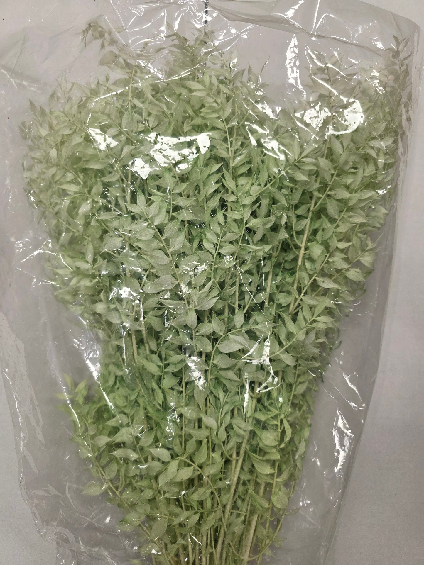 Dried Ruscus Mint Green