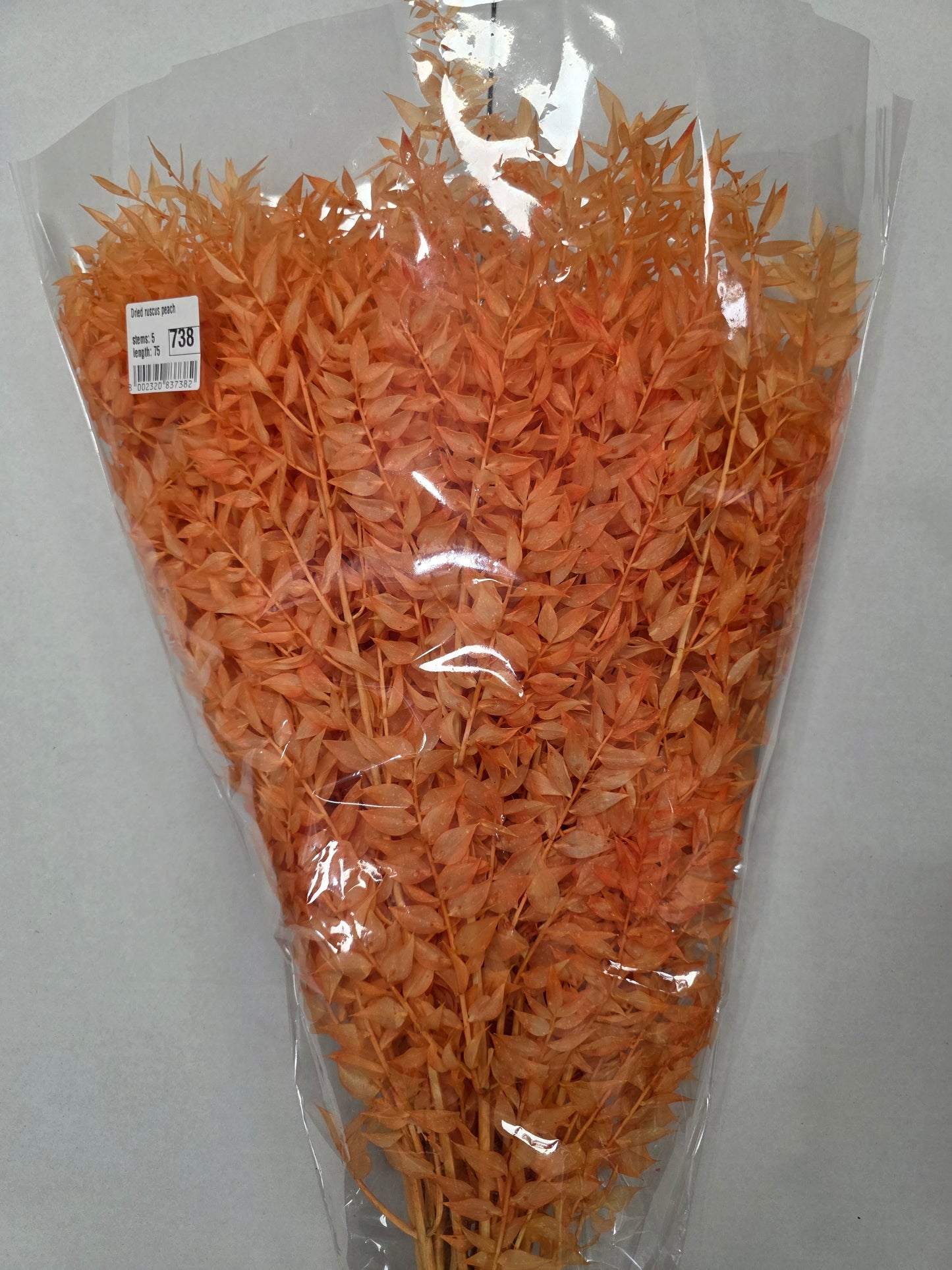 Dried Ruscus Peach