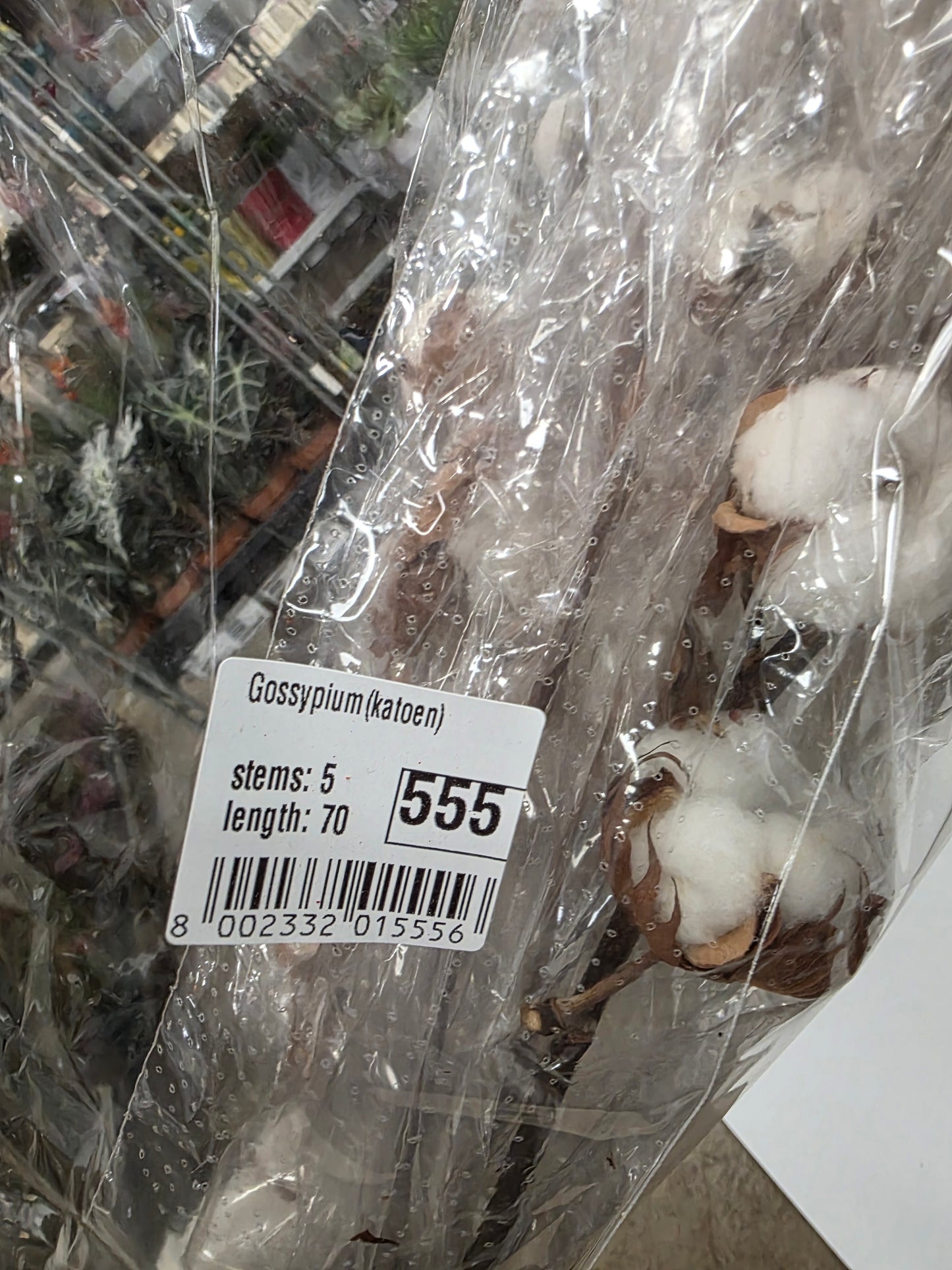 Gossypium(katoen) 8Balls