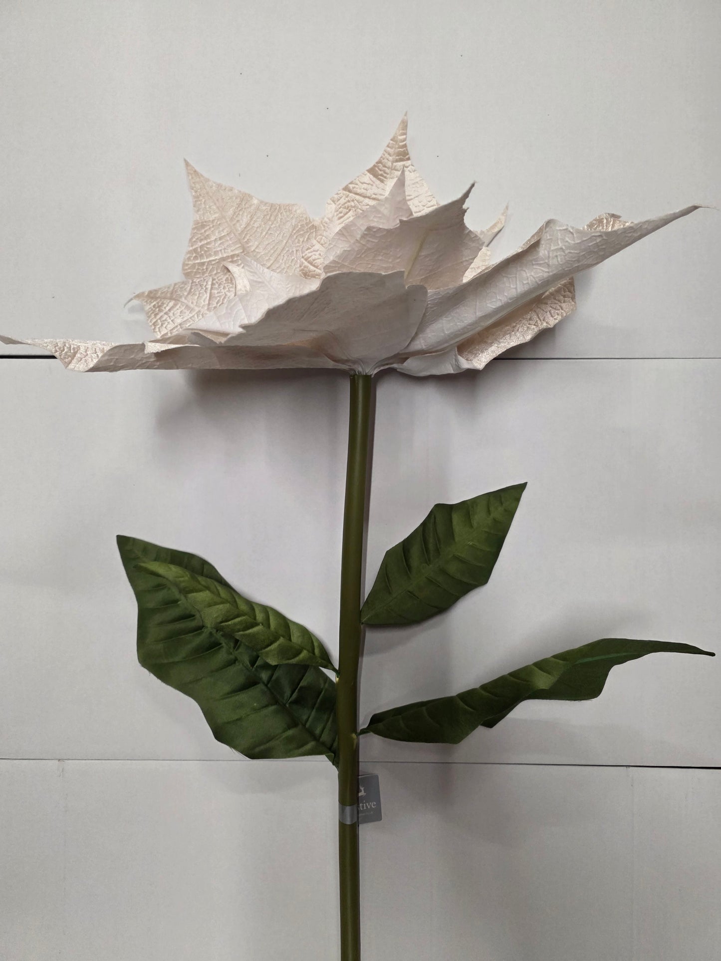 Giant Poinsettia Velvet Champagne 135cm