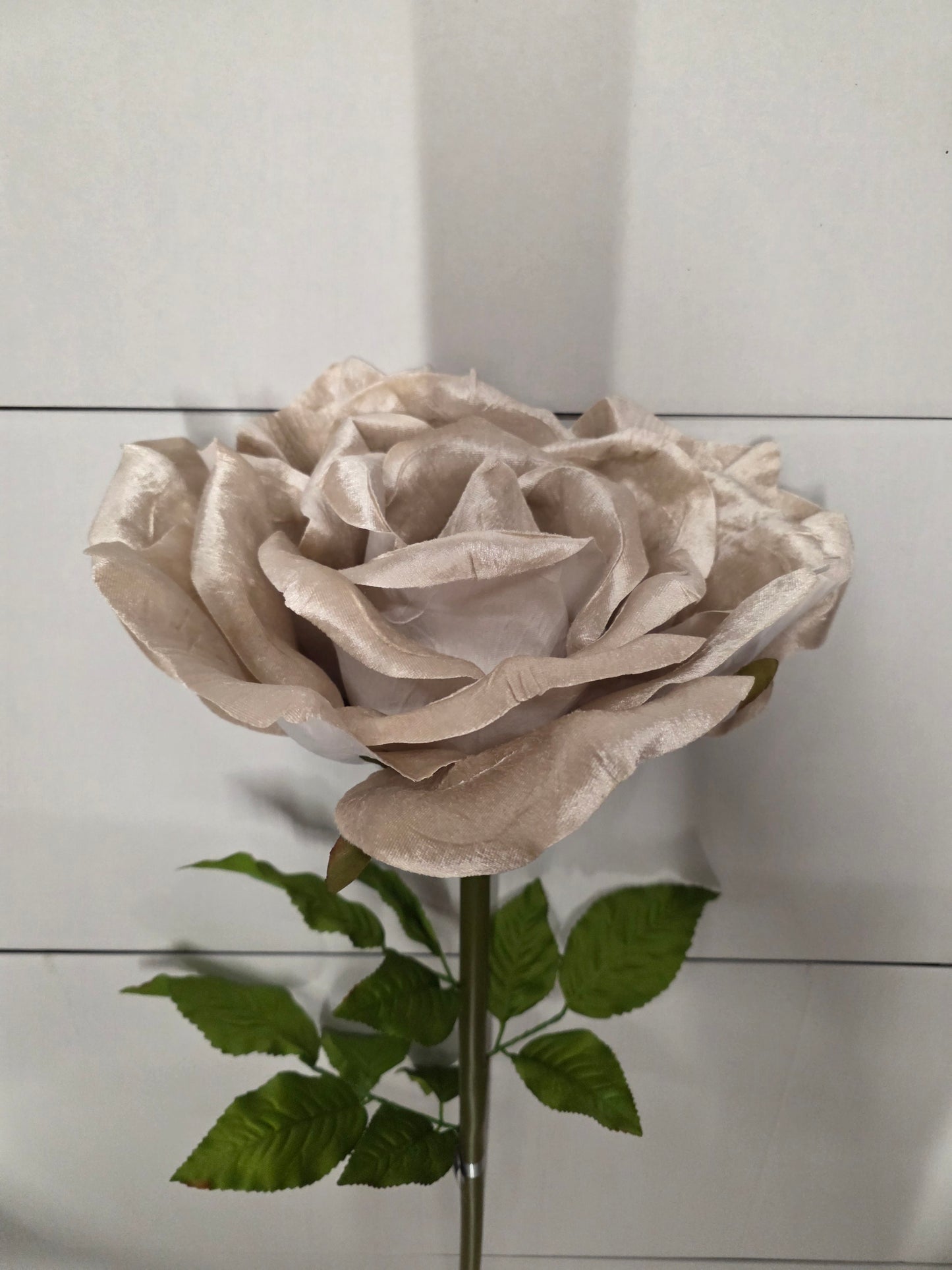Giant Rose Velvet Champagne 116cm