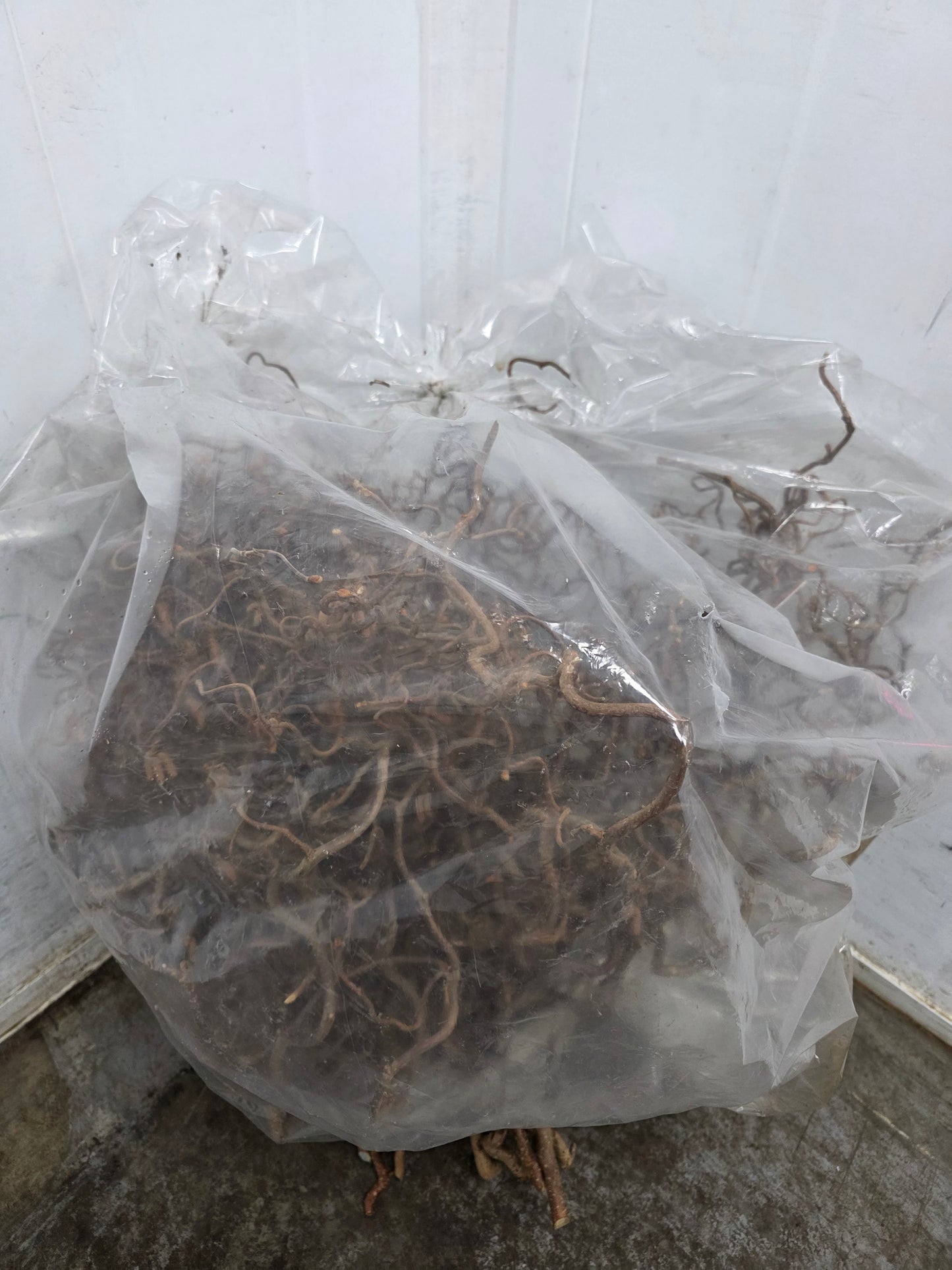 Coryl Av Contorta 2 Jarig 60cm