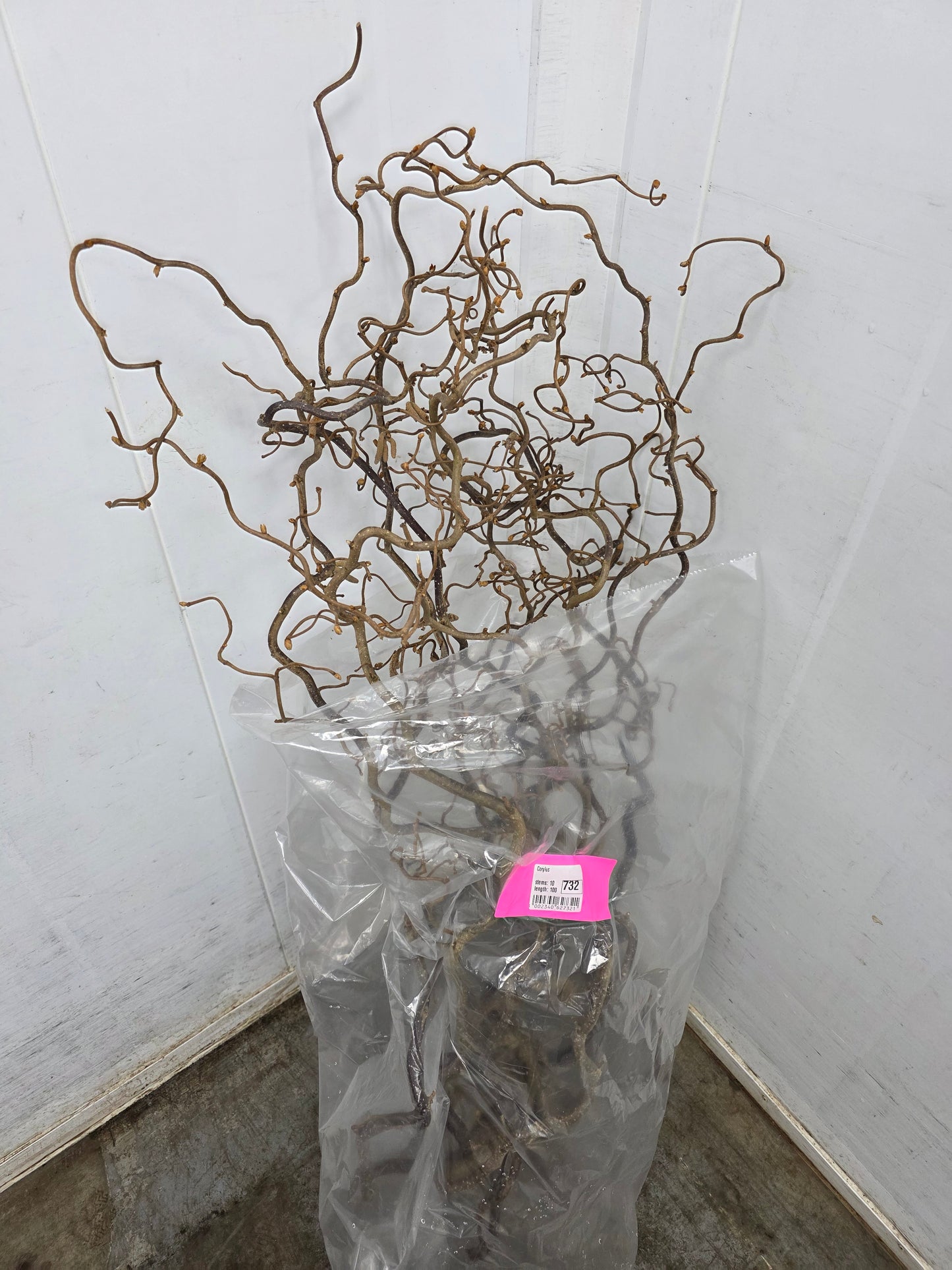 Corylus 100cm
