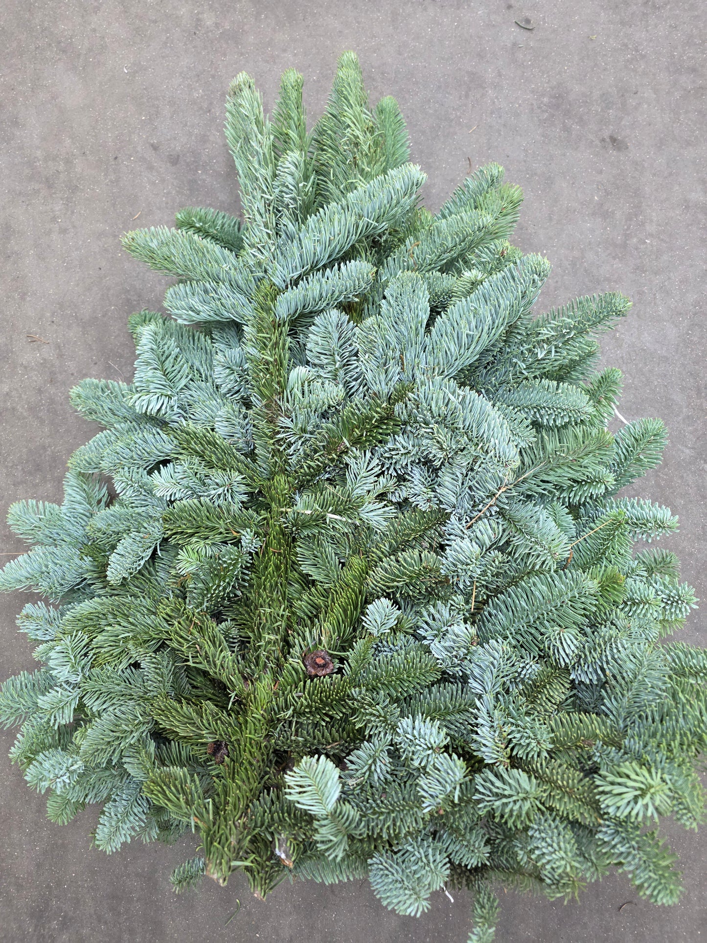 Nobilis (5kg) Blue Pine