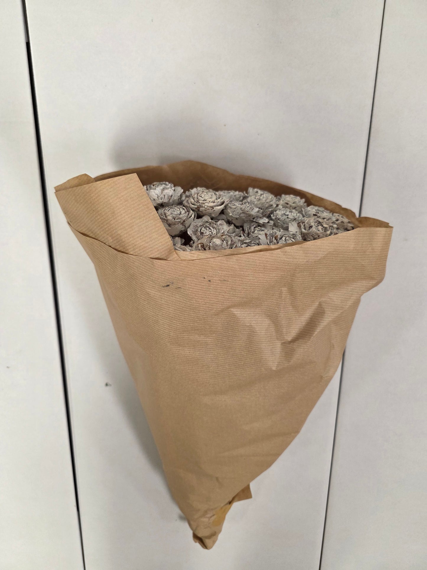 Dried Cederroos White