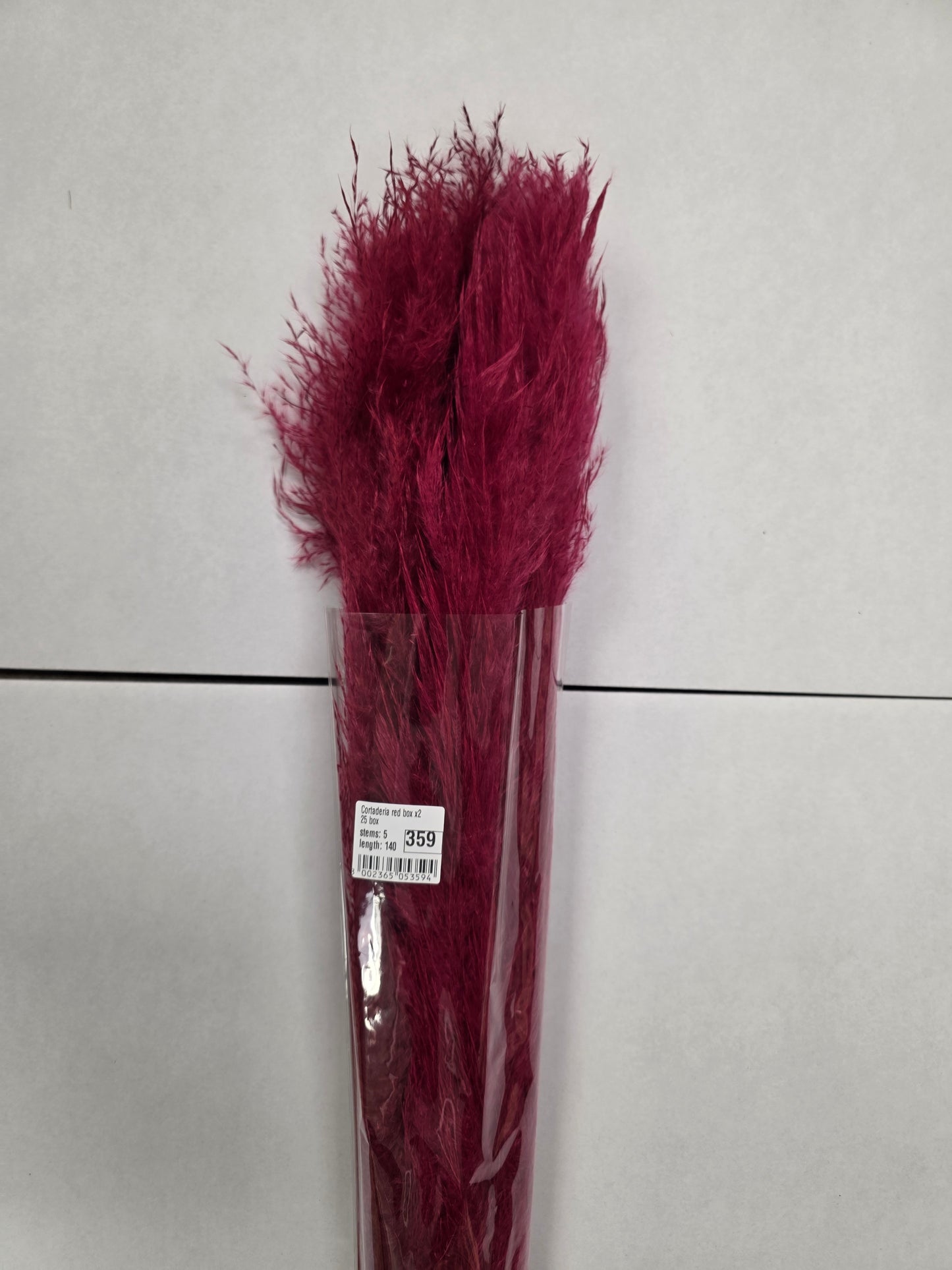 Cortaderia Red