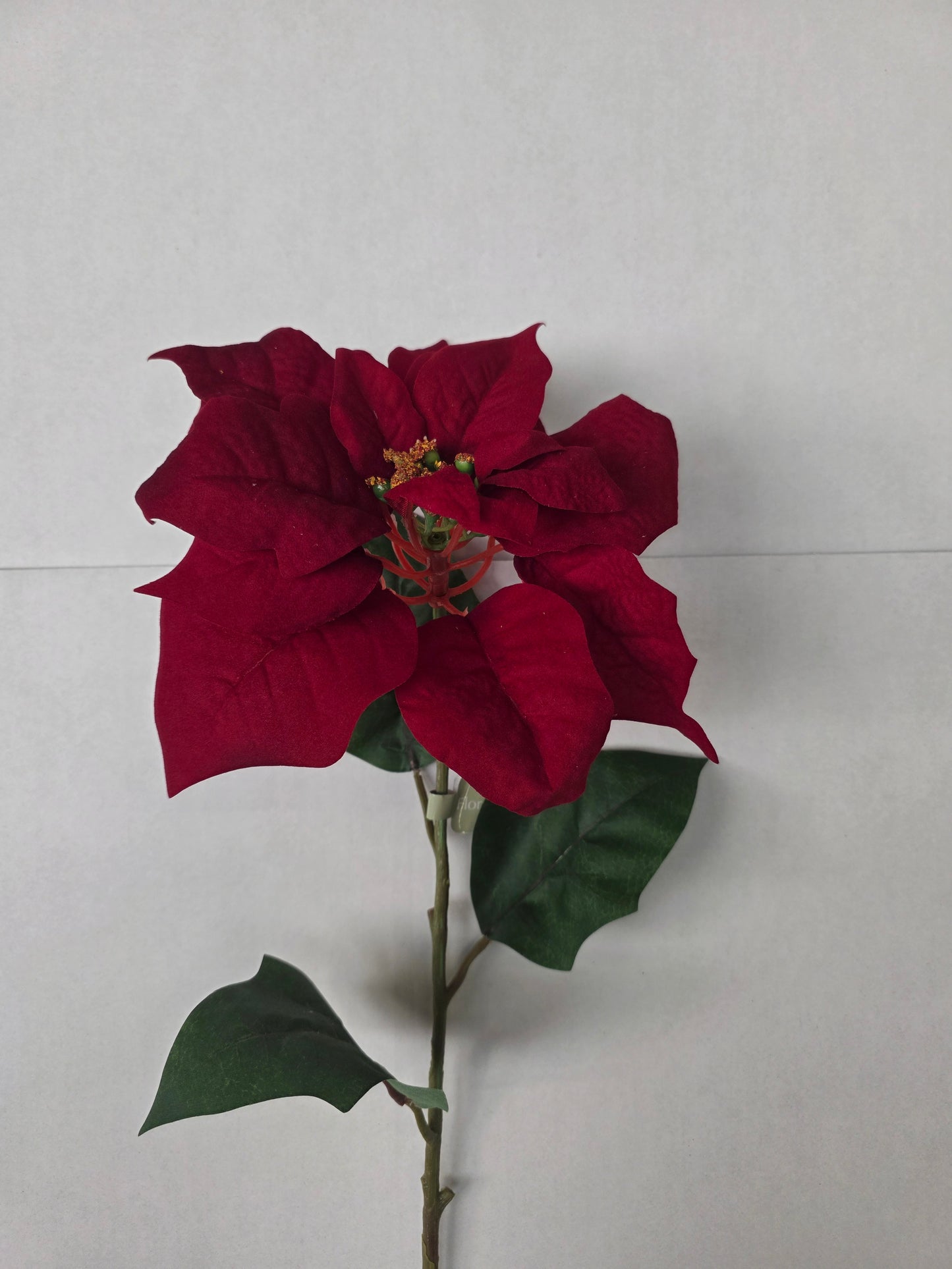 Poinsettia Velvet 75cm Red