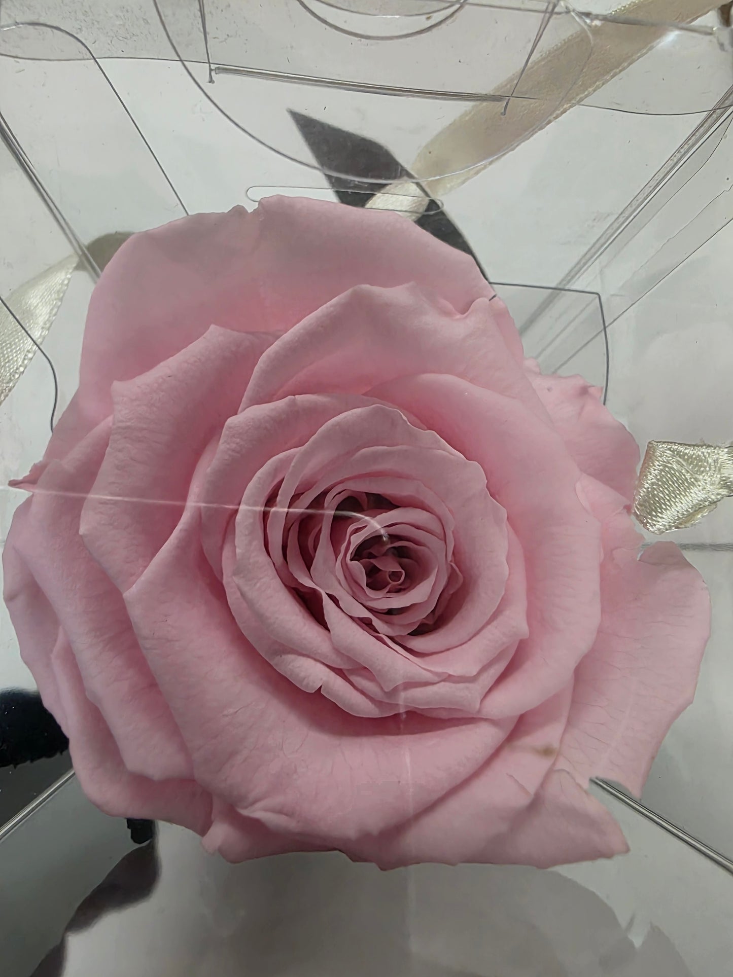 Artificial Preserved Rosa Lori Stems Pin 04 50