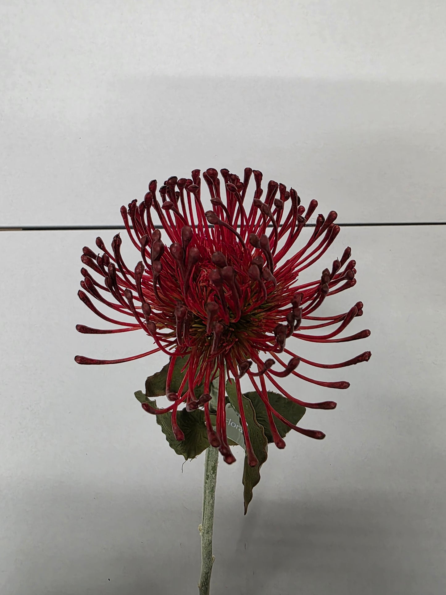 Artificial Pin Cushion Protea Burgundy 66cm