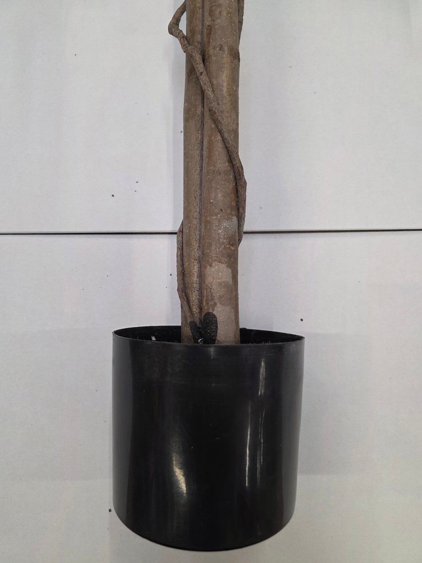 Artificial Ficus In Pot Green Variegated