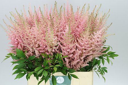 Astilbe Avalanche (Bunch of 20 stems, Length 70cm)