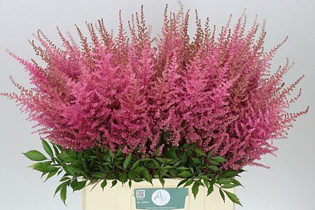 Astilbe Romanze (Bunch of 20 stems ,length 70cm)
