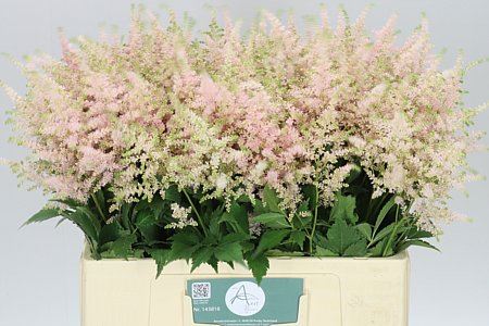 Astilbe Europa(Bunch of 20 stems, Length 60cm)