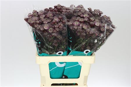 Astrantia Star Of Love Astrantia major (bunch of 25 stems, length 60)