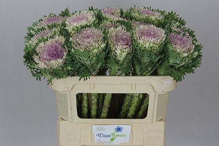 Brassica King (Bunch of 10 stems, Length 70cm)