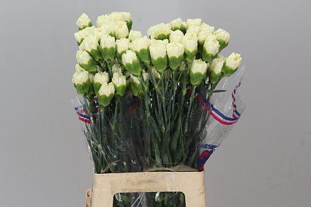 Farm Fresh Carnation Cream(Bunch of 25 stems, Length 70cm)