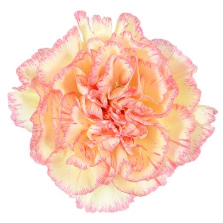 Farm Fresh Carnation Di St Alibaba(Bunch of 20stems, Length 70cm)