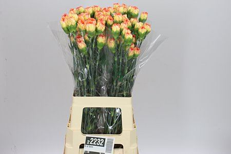 Farm Fresh Carnation Di St Boiro(Bunch of 20 stems, length 70cm)