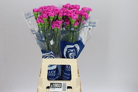Farm Fresh Carnation Di St Farida(Bunch of 20 stems,Length 70cm)