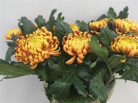 Chr G Fuego ( Bunch of 10 stem, Length 72cm)