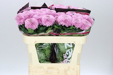 Chr G Playtime (Bunch of 10 stems, Length 70cm)