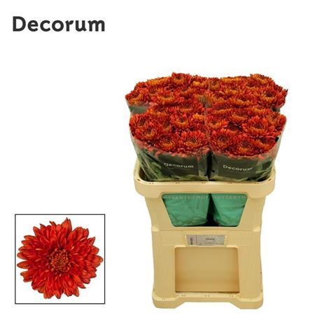 Chr G Tusca (Bunch of 10 stems , Length 70cm)