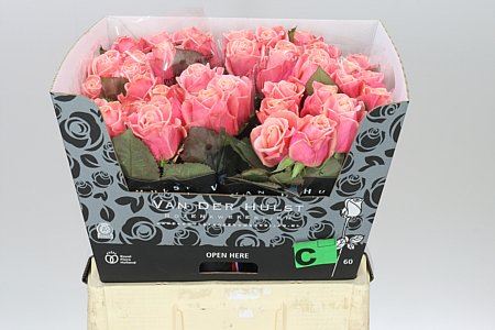 Farm Fresh Rosa Gr Adele(Bunch of 10stems, Length 60cm)