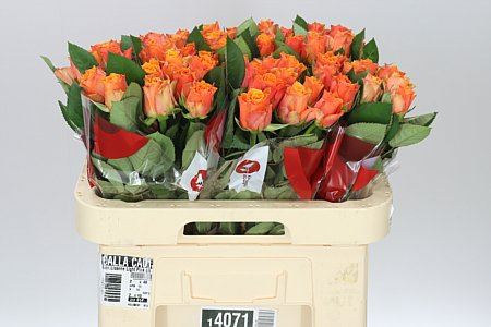 Farm Fresh Rosa Gr Arancio(Bunch of 10stems, Length 60cm)