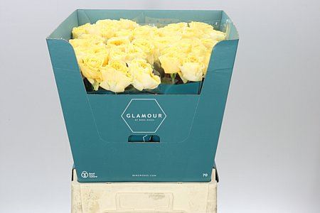 Farm Fresh Rosa Gr Buttercup (Bunch of 10 stems, Length 60cm)