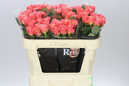 Farm Fresh Rosa Gr Miss Piggy(Bunch of 10 stems,Length 70cm)