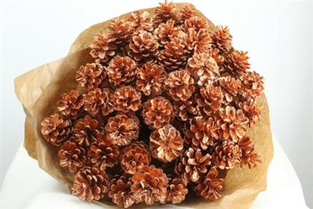 Dried Pine Cone Copper