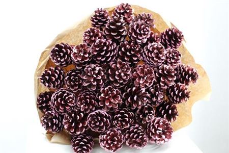 Dried Pine Cone Red Tip