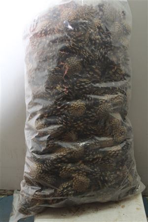 Pine Cone 5 Kilo Bag