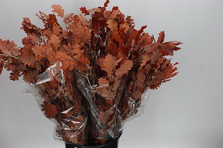 Pres Eik / Oak Orange