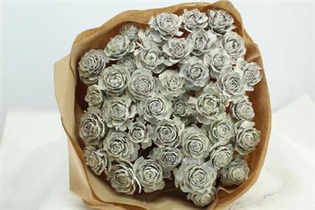 Dried Cederroos White