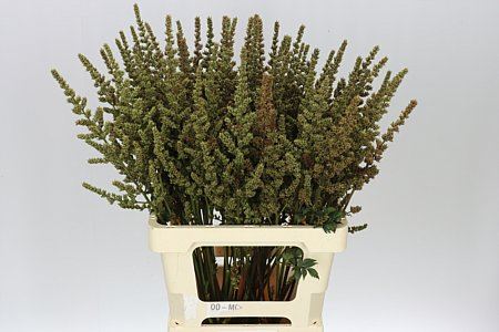 Astil Ar Zaaddoos (Bunch of 20 stems , Length 70cm)
