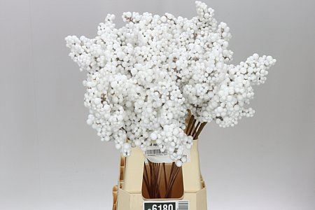 Peper Bes Op Stok Wit