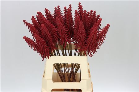 Dried Kerstboom Rood Auction