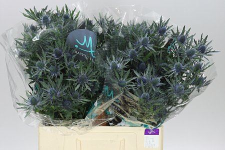 Farm Fresh Eryngium Orion 60cm (Bunch of 10stems, length 60cm)