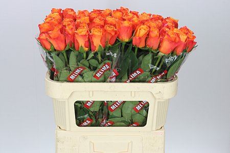 Farm Fresh Rosa Gr Confidential(Bunch of 10 stems, Length 70cm)