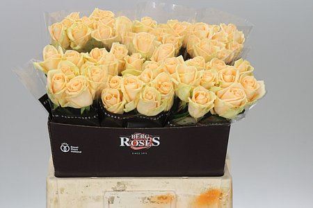 Farm Fresh Rosa Gr Avalanche Peach(Bunch of 10stems, Length 60cm)