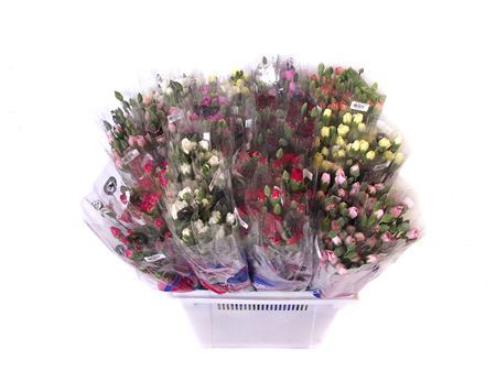 Farm Fresh Spray Carnation Mix By Box(Bunch of 175 stems, Length 70cm)