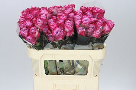 Farm Fresh Rosa Gr Deep Purple(Bunch of 10 stems, Length 70cm)